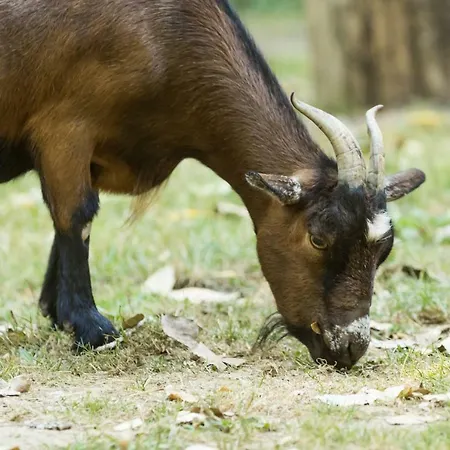 La Maison De L'orbiere 3*