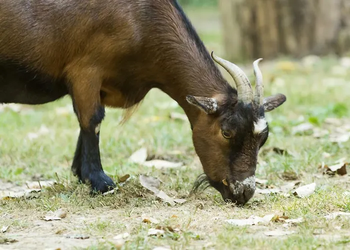 La Maison De L'orbiere 3*